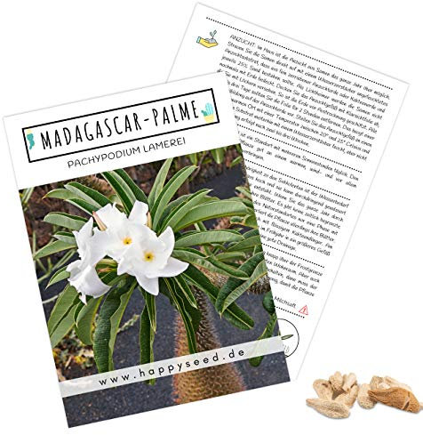 Graines exotiques de cactus avec taux de germination élevé - Lot de graines de plantes succulentes pour vos propres cactus magnifiques et fleuris 1x Madagascar-Palme