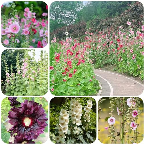 stockrosen pflanzen - samen gartenblumen wiesenblumen samen indoor garten stockrosensamen blumensamen pflanzen samen balkonblumen pflanzensamen zimmerpflanzen winterharte kübelpflanzen 800pcs