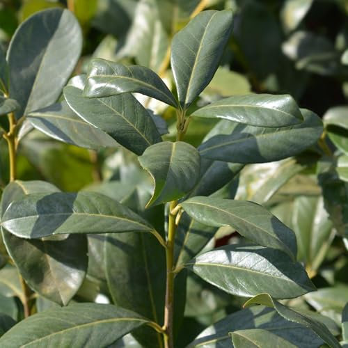Körsbärsbärsbär – Prunus laurocerasus Rotundifolia – blad grön – häckväxt – 6 växter – 1 löpmeter – vintergrön – kruka 17 cm höjd 50 cm