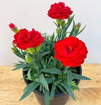 100 Stück Nelken-Blumensamen, rot