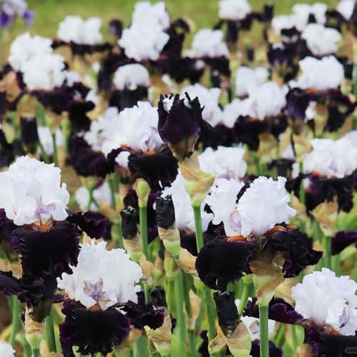 bulbos de iris - lirios resistentes perennes, exóticas para exteriores para balcones, 7pcs