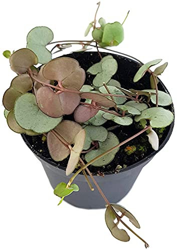 Fangblatt - Ceropegia Silver Glory - Leuchterblume im Ø 8 cm Topf - außergewöhnliche Zimmerpflanze zum Hängen