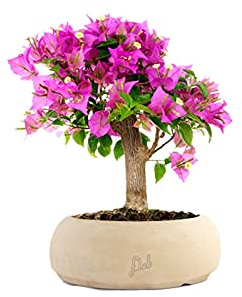 Bouganville Bonsai ALtezza 35 cm, Pianta Vera, Pianta da Esterno, Esposizione Soleggiata, Vaso Artigianale in Terracotta - Bianco