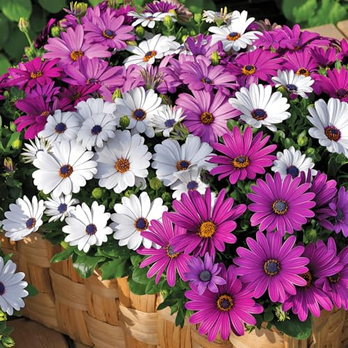 85 graines, Osteospermum Mélange de marguerites africaines Graines de fleurs Extérieur Maison Jardin Graines de fleurs
