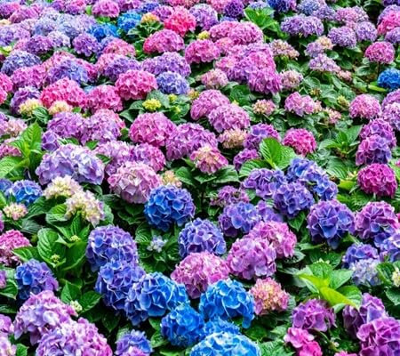 100 pièces de graines de fleurs d'hortensia