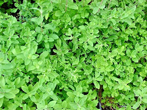 Buy4seeds 50 Seeds Marjoram - Origanum Majorana - Grow a Herb Garden Easy to Grow Garden