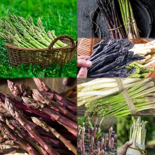 450 Piezas Semillas Frescas de Espárragos - Semillas Variedades Antiguas Plantas en Maceta Resistentes Plantas de Balcón Plantas de Interior Regalos Prácticos Semillas Semillas de Verduras