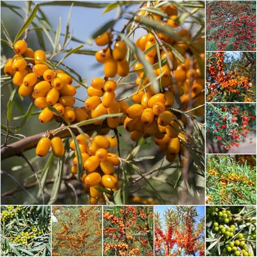 semillas orgánicas de espino amarillo semillas de columnares resistentes para el jardín columnares 250pcs