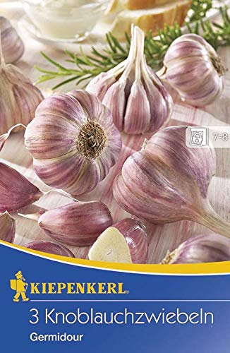 Kiepenkerl 611436 Knoblauch Germidour (3 Stück) (Winter-Pflanzknoblauch)