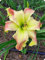 Hemerocallis Bulbos,JardíN,Hermoso,Azucenas PlantasCrecer,Desarrollado,PlantacióN Azucenas Bulbo-5bulbos-G