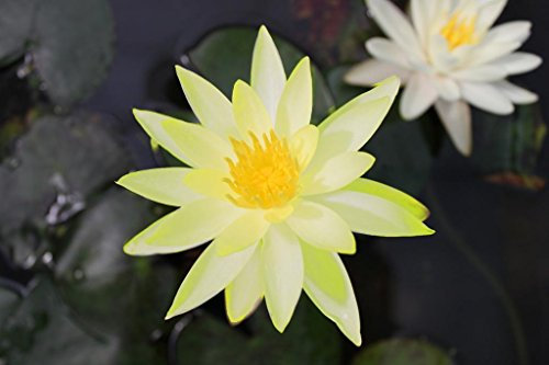 WASSERPFLANZEN WOLFF - Nymphaea 'Colonel A. J. Welch' - fertig im PFLANZKORB - Seerose, gelb - winterhart