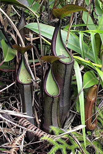 Arvice seeds * Kannenpflanzen ramispina * Black Knight * sehr selten Highland Schlauchpflanze * 6 Samen