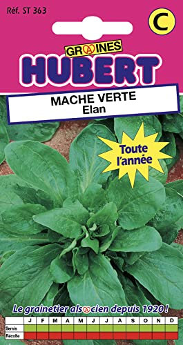 Graines de Mâche Verte Elan - 3 grammes
