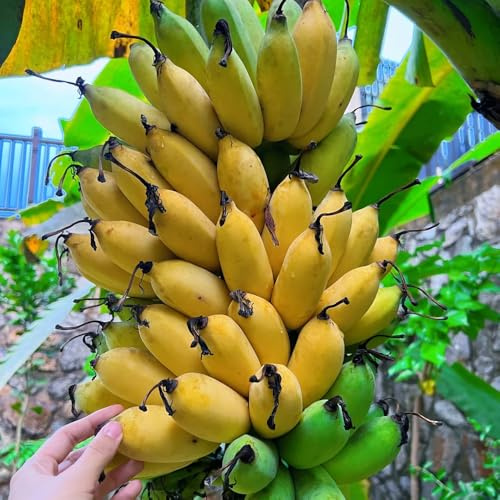 semillas de banano resistentes, columnar fresca de plátano raras 300pcs