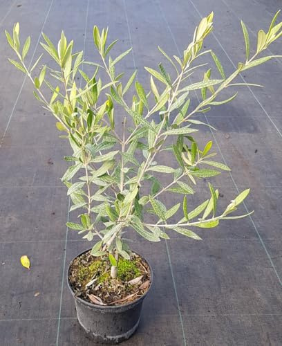 Olea europaea 'Broutignan' / Olivier de Provence/Conteneur de 2 à 2.9 litres/Arbuste fruitier