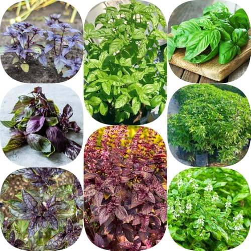 Semi di basilico verdi biologiche per giardinieri raro esotico prodotti sostenibili selvatiche giardino semi di resistenti 300pcs