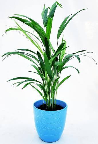 POWERS TO FLOWERS - ARECA, PALMA DI ARECA IN VASO CERAMICA AZZURRO, VASO 13CM DIAMETRO, pianta vera