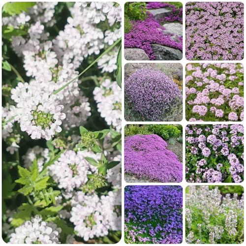 semi resistenti di timo serpillo - esotiche per decorazioni rare da appartamento balcone perenni 800pcs