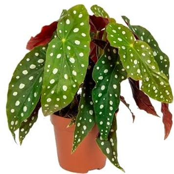 Begonia Maculata NATURAL Planta de Interior de Aspecto Elegante