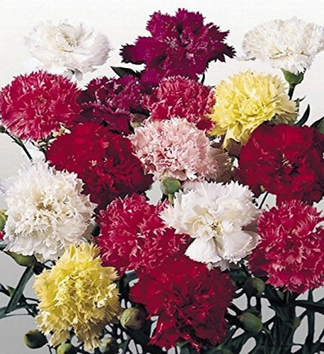 Nelken Riesen Chabaudnelken Mischung Höhe 70 cm Samen