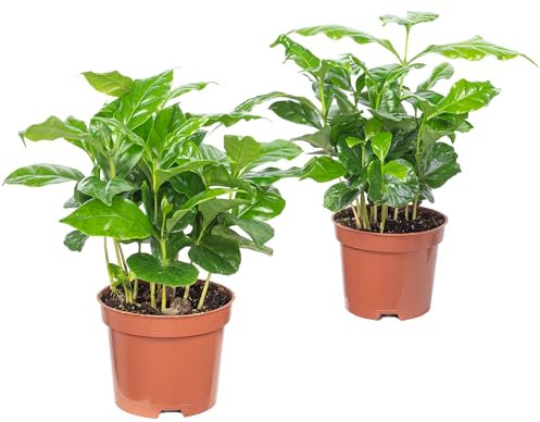 2er-Set Kaffeepflanze - pflegeleichte Zimmerpflanze, Coffea Arabica - Höhe ca. 20 cm, Topf-Ø 9 cm