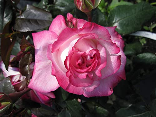 Rosa Julia® - Edelrose Julia®