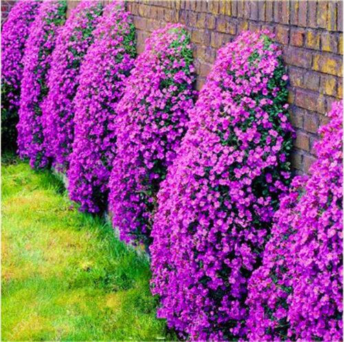 ChinaMarket 100pcs / bag Creeping Thyme Samen oder blauen Samen-Staudenbodendecker Blumensamen