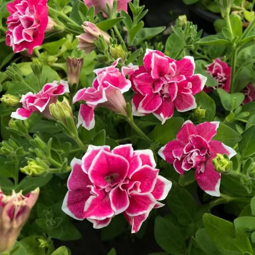 40 piezas semillas de petunia - semillas de pradera perennes resistentes jardin del prado jardín interior