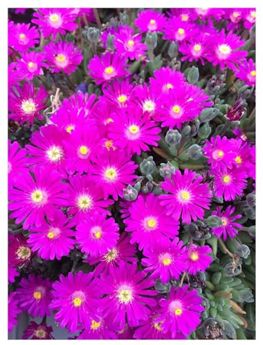 1 x Delosperma cultorum 'Jewel of Desert Opal' (Immergrün/Stauden/Staude/Mehrjährig/Bodendecker/Winterhart) Mittagsblume/Eisblume Lila - Funkelnde Blüten für sonnige Beete - von Stauden Gänge
