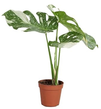 PLNTS - Monstera Thai Constellation - Plante verte - Plante d'intérieur en 15 cm Pot - Hauteur 50 cm
