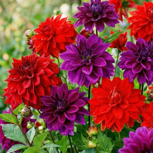 Dahlias Bulbes Violet et Rouge Collection - 5 Bulbes de Fleurs à Planter Exterieur - Plante Exterieur Jardin - Naturelle Plantes de Hollande (pas de graines, non artificielle)
