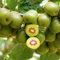 semi di piante di kiwi - piante decorative da albero da frutto pianta di kiwi semi di frutta succulente resistenti alberi da frutto colonnari piante resistenti piante di alberi da 1000pcs