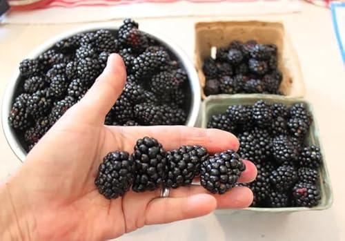 Apache BlackBerry Live Plant (5-9 Tall) β Giant Thornless Berry Bush β Zones 5-9 β Upright Rubus Starter for Patio Containers or Gardens β Self-Supporting & High Yielding