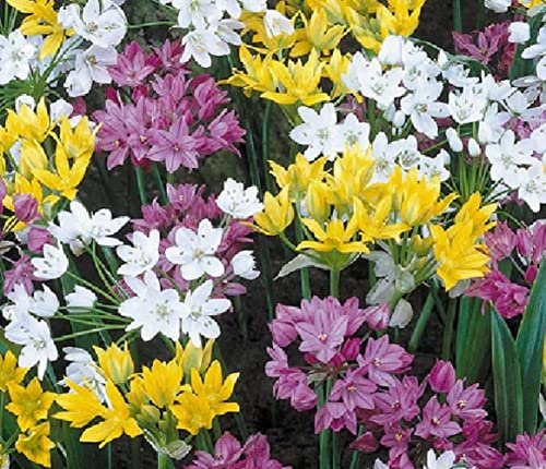 Lot de 10 Bulbes de Ail d'ornement - Melange calibre 4/5 - La Main Verte