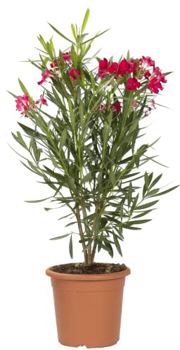 KENTIS - Nerium Oleander Rosso con Decorazione Vaso in Juta - Oleandro Pianta Vera da Esterno - Piante da Giardino Fiorite Perenni - H 125-150 Vaso Ø 30 cm