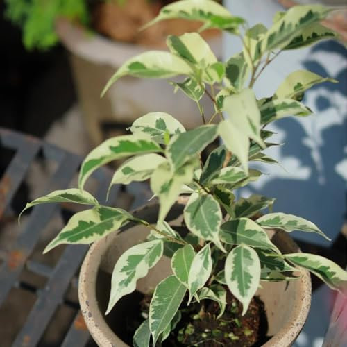 40 pcs birkenfeige samen - Ficus benjamina - bodendecker winterhart mehrjährig, samen geschenk birkenfeige zimmerpflanze winterharte pflanzen für garten, gartenpflanzen bonsai samen,