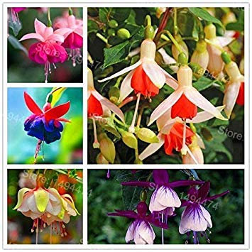 6: 100pcs colorés Rare Hanging Fuchsia Graines vivaces FlowerPlants Potted