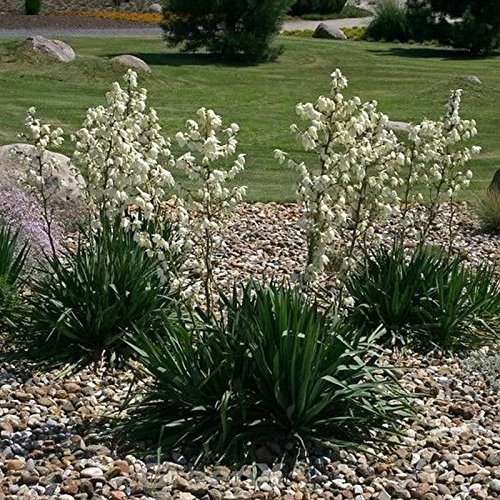 Palmlilie - Yucca filamentosa