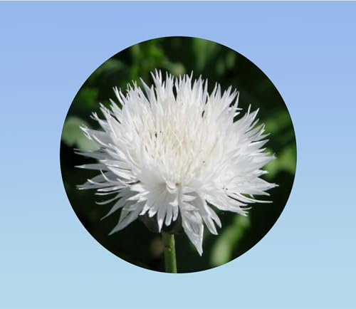 250 graines de Centaurée Double Blanc - Centaurea Cyanus