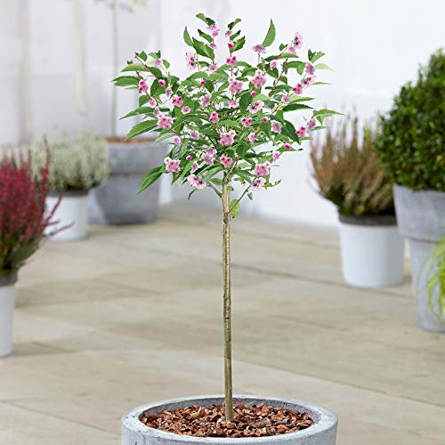 Prunus Kanzan | Double Pink Cherry Ornamental Patio Trees for Small Gardens (70-80cm (Incl. Pot))