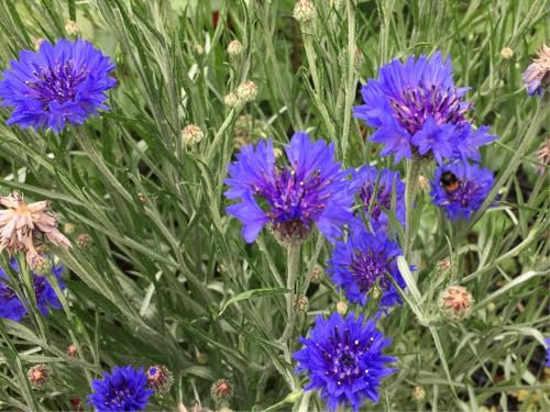 3000 deutsche Kornblumen Samen - blaue Kornblume (lat. Centaurea cyanus) - Saatgut für Balkon Kübel Garten oder Freiland - Einjährig – Insekten Bienen freundliche Blumensamen