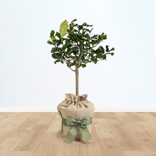 YouGarden Citrus Lemon Tree, Approximately 70-90cm Tall in 4 Litre Pot, Gift Wrapped in Brown Hessian Bag with Green Fabric Bow