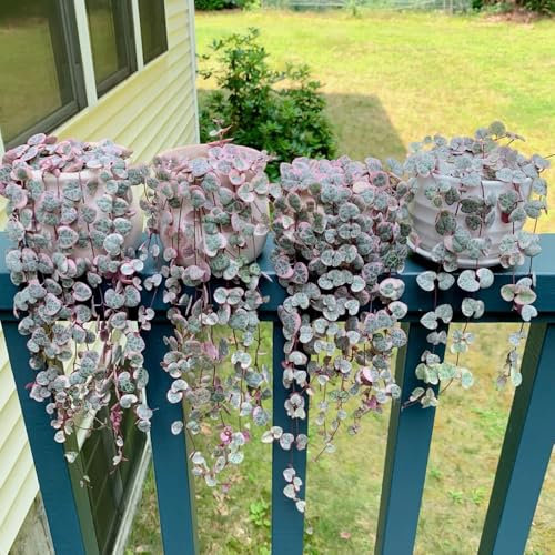 leuchterblume kaufen samen - ceropegia woodii - pflanzen wand, balkon deko, succulent kletterpflanzen winterhart, deko pflanzen bonsai samen, winterharte kübelpflanzen gartenpflanzen 200pcs