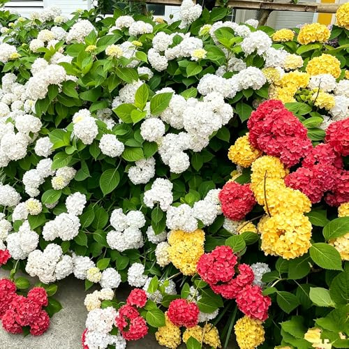hortensia - de interior semillas silvestres balcón silvestres, siembra otoño cortadas 500pcs