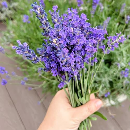 semi di lavanda - di resistenti tappezzanti letto rialzato giardino, la cucina decorazione del soggiorno decorazioni da giardino 1200pcs