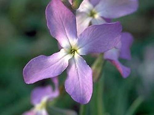 🌼🌻 500 graines giroflée du soir coloris violet 🌼🌻