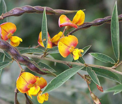 Semi Di Cajanus Cajan Pisello Piccione Gandules Fagioli Commestibili Esotici Semi Rari Di Gandul Confezione Da 100 Semi