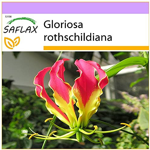 SAFLAX - Lis de Malabar - 15 graines - Gloriosa rothschildiana