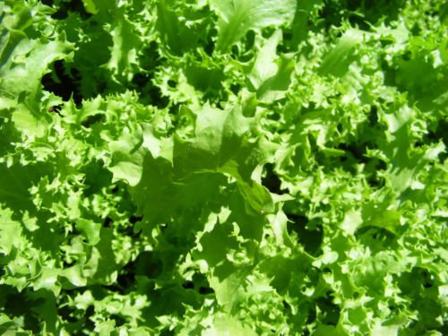 Seed Indivia: Salad King Indivia seme dolce 100:Seeds