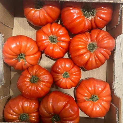 semi di pomodoro da carne, giardino pomodoro esterno resistenti giardino sul balcone per aiuole rialzate regali 250pcs